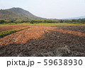 a view of the barren rice field 59638930