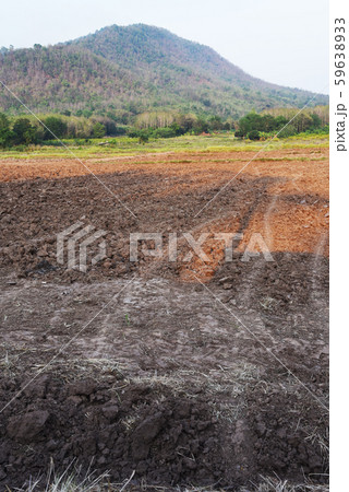 a view of the barren rice field 59638933
