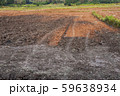 a view of the barren rice field 59638934