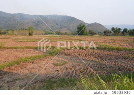 a view of the barren rice field 59638936
