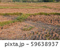 a view of the barren rice field 59638937