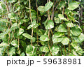 closed up the golden pothos on a tree 59638981