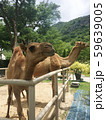 the camels in a cage at zoo , Thailand 59639005