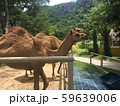 the camels in a cage at zoo , Thailand 59639006