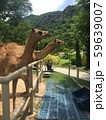 the camels in a cage at zoo , Thailand 59639007