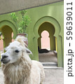 Closed up the white fluffy alpaca in the farm 59639011