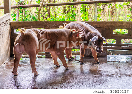 Breeder red pigs on a farm 59639137