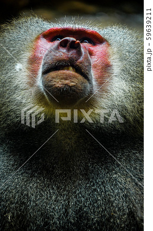 シンガポール動物園のマントヒヒのイメージ 59639211