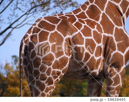 キリン柄 59639495