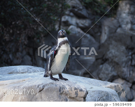 ケープペンギン 59639499