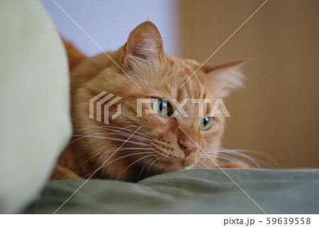 狙う、茶トラ 59639558