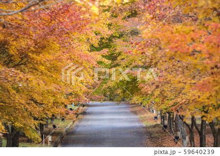 紅葉トンネル 紅葉トンネル 59640239