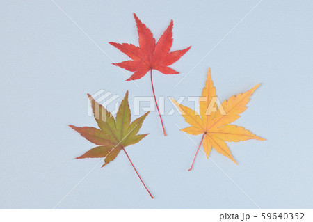 色づいたモミジの葉 色づいたモミジの葉 59640352