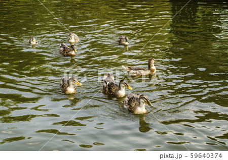 Wild grey ducks swim in dark green water covered with ripples in an artificial pond Wild grey ducks swim in dark green water covered with ripples in an artificial pond 59640374