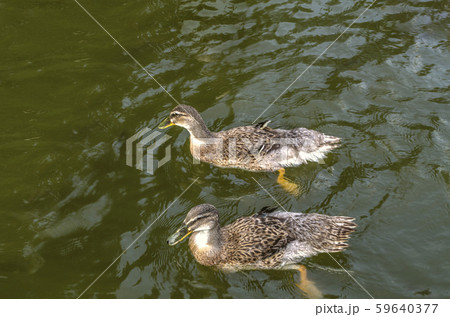 Ducks swim in dark green water covered with ripples in an artificial pond near the city of Dilijan Ducks swim in dark green water covered with ripples in an artificial pond near the city of Dilijan 59640377