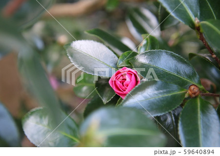 咲き始める山茶花 咲き始める山茶花 59640894