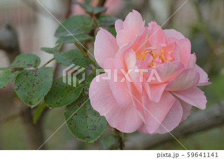 バラの花(ザンガーハウザー ユビレウムスローゼ) バラの花(ザンガーハウザー ユビレウムスローゼ) 59641141