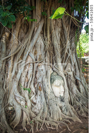 Buddha Head in Tree Roots, Wat Mahathat, Buddha Head in Tree Roots, Wat Mahathat, 59641605