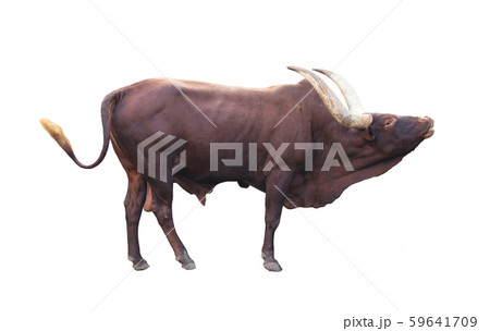 ankole watusi isolated on white background 59641709