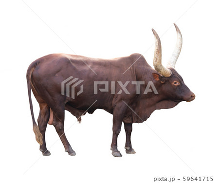 ankole watusi isolated on white background 59641715