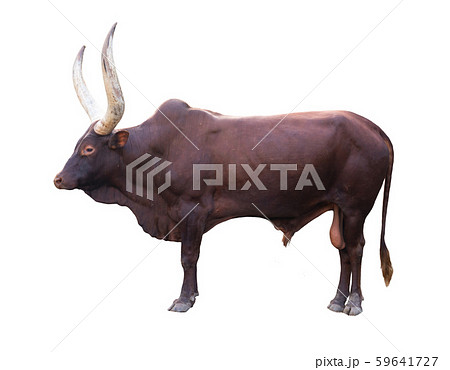 ankole watusi isolated on white background 59641727