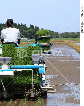 田植え機で田植えをする男性 イメージ 田植え機で田植えをする男性 イメージ 59642053