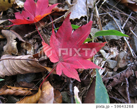 落葉 落葉 59643268