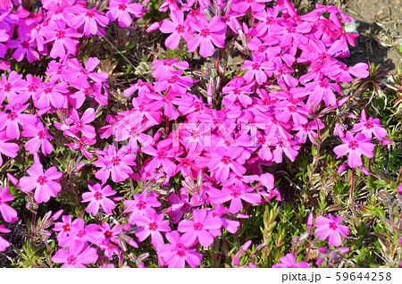 地面を覆いつくすように密生する芝桜の花と葉をアップで撮影した写真 地面を覆いつくすように密生する芝桜の花と葉をアップで撮影した写真 59644258