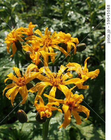 マルバダケブキ 59645088