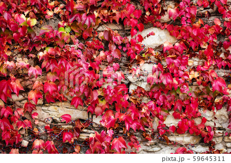 red autumn background with ivy red autumn background with ivy 59645311