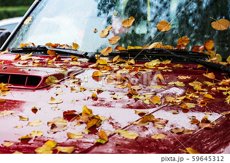 Car covered with autumn leaves Car covered with autumn leaves 59645312