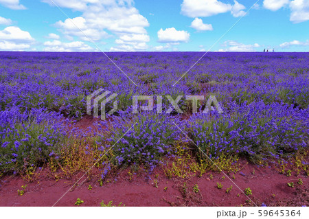 Stock Photo: Bridestowe Lavender Estate Stock Photo: Bridestowe Lavender Estate 59645364