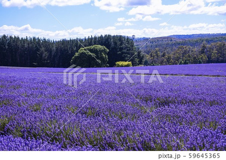 Stock Photo: Bridestowe Lavender Estate 59645365