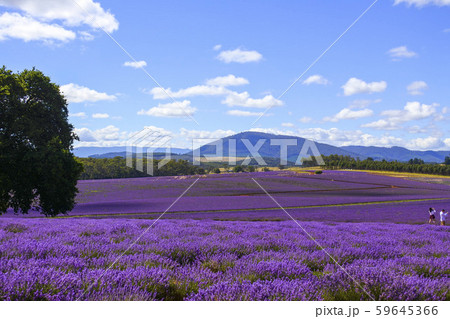 Stock Photo: Bridestowe Lavender Estate 59645366