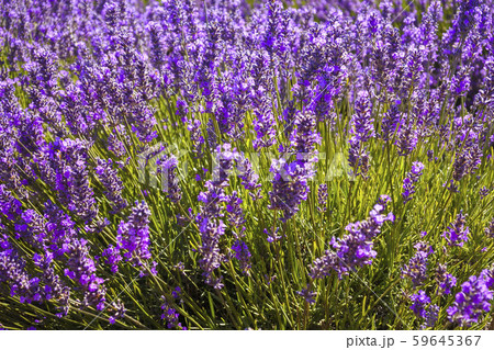 Stock Photo: Bridestowe Lavender Estate Stock Photo: Bridestowe Lavender Estate 59645367