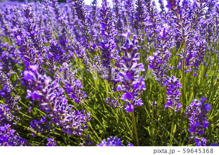 Stock Photo: Bridestowe Lavender Estate 59645368