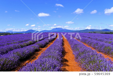 Stock Photo: Bridestowe Lavender Estate 59645369