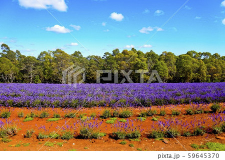 Stock Photo: Bridestowe Lavender Estate 59645370