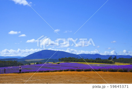 Stock Photo: Bridestowe Lavender Estate 59645371