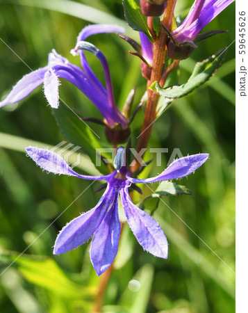 サワギキョウ 59645626