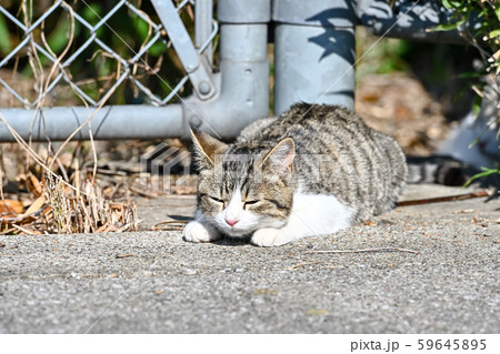 のらねこの子猫 のらねこの子猫 59645895