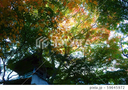 逆光の紅葉の写真 59645972