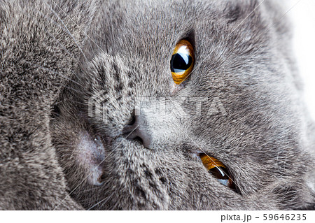 Crops planted in rich soil grow under the eastern sun. 59646235