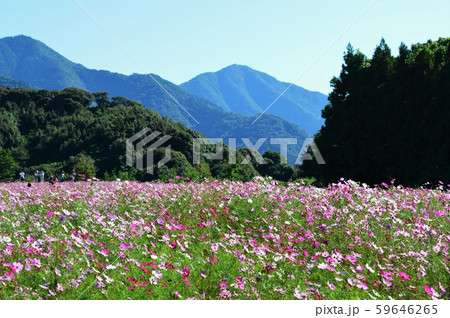 コスモス畑と山 コスモス畑と山 59646265