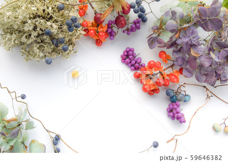 秋の草花 秋の草花 59646382