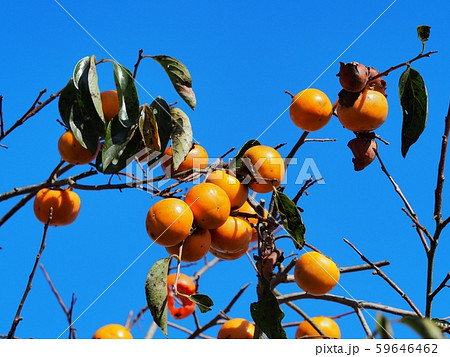 柿の木 柿の実 富有柿 柿の木 柿の実 富有柿 59646462