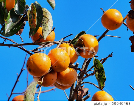 柿の木　柿の実　富有柿 59646463