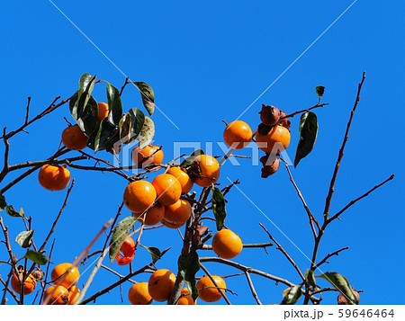 柿の木 柿の実 富有柿 柿の木 柿の実 富有柿 59646464