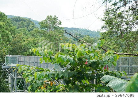 Canopy Walks in Queen Sirikit Botanic Garden Canopy Walks in Queen Sirikit Botanic Garden 59647099