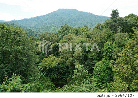 タイ・チェンマイ県シリキット王妃植物園のキャノピーウォークスから見た山の風景 59647107
